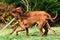 Two funny Rhodesian Ridgebacks dogs playing, running, c