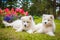 Two Funny Samoyed puppies dogs in the garden on the green grass with flowers