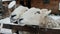 Two funny sheep beg for food, livestock farm in winter under snowfall.