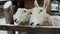 Two funny sheep beg for food, livestock farm in winter under snowfall.