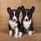 Two Funny small babies Basenji puppies dogs