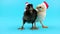 Two funny small roosters, one of them are crowing, 2017 Chinese year of Rooster
