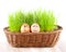 Two Funny smiling eggs in basket with grass. sun bath.