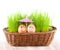 Two Funny smiling eggs under umbrella in basket with grass. sun bath.