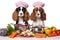 Two funny spaniel puppies in a chef\\\'s hat sit in front of a table with food against, balanced nutrition for