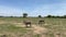 Two funny striped zebras wag their tails and nibble grass in Tarangire National Park. The amazing nature of Tanzania.