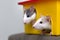 Two funny white and gray tame curious mouses hamsters with shiny eyes looking from bright yellow cage window. Keeping pet friends