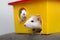 Two funny white and gray tame curious mouses hamsters with shiny eyes looking from bright yellow cage window. Keeping pet friends