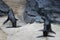 Two fur seals on beach