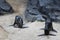 Two fur seals on beach