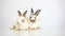 Two furry and fluffy cute white and red brown rabbit erect ears are sitting look in the camera, isolated on white background.