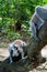 Two furry white and grey lemurs latin: lemur catta fighting on the tree. Cheetah`s Rock, animal conservation centre on Zanzibar
