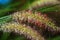 Two fuzzy ornamental grass with water drops.