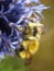 Two fuzzy yellow and black bumblebees on a blue allium flower