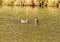 Two gadwall ducks Mareca strepera swim on a small pond in southern Germany