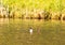 Two gadwall ducks Mareca strepera swim on a small pond in southern Germany