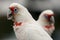 Two galah birds facing opposite directions.