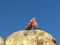 Two galahs preening at the pinnacles in western australia