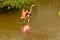 Two Galapagos flamingos in the middle of a salty lake on Isabela Island