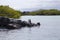 Two Galapagos penguins standing on lava rocky island off Puerto Villamil