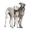 Two Galgo espanol dogs, standing