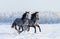 Two galloping dapple-grey Purebred Spanish horses