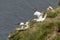 Two Gannets fighting