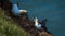 Two Gannets fighting at bempton Cliffs, Yorkshire , UK