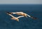 Two gannets in flight against blue sky / seaview