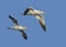 Two Gannets in Flight, Iceland