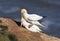 Two gannets mating on a cliffs edge