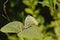 Two garden white butterflies mating