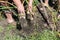 Two gardener digs with shovel garlic from the ground