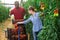 Two gardeners harvesting plum tomatoes in greenhouse