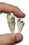 Two gastropod snail seashells held between adult man left index finger and thumb on white background