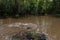 Two gators swimming in murky water in a swamp