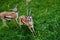 Two Gazelle at the  Milwaukee County Zoo, Wisconsin