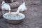 Two geese drink water from large dishes. Breeding birds. Industrial farm with breeding geese. Close-up
