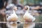 two geese facing each other honking