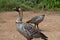 Two Geese on Kauai Hawaii