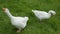 Two Geese in Long Grass