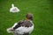 Two geese one brown and white in focus another white goose in the background on green grass