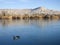 Two geese swimming in a blue lake with Mt. Garfield