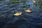 Two geese swimming in the lake on a sunny summer day