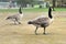 Two geese waterfowl birds standing.