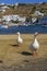 Two geese on the waterfront area before the City Hall of Mykonos, Greece.