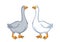 Two geese white and gray, cartoon funny goose isolated on white background, goose domestic nature character, poultry