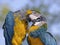 Two Gelbbrustara macaws