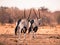 Two gemsbok antelopes walking away