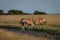 Two Gemsbok fighting in the grass.